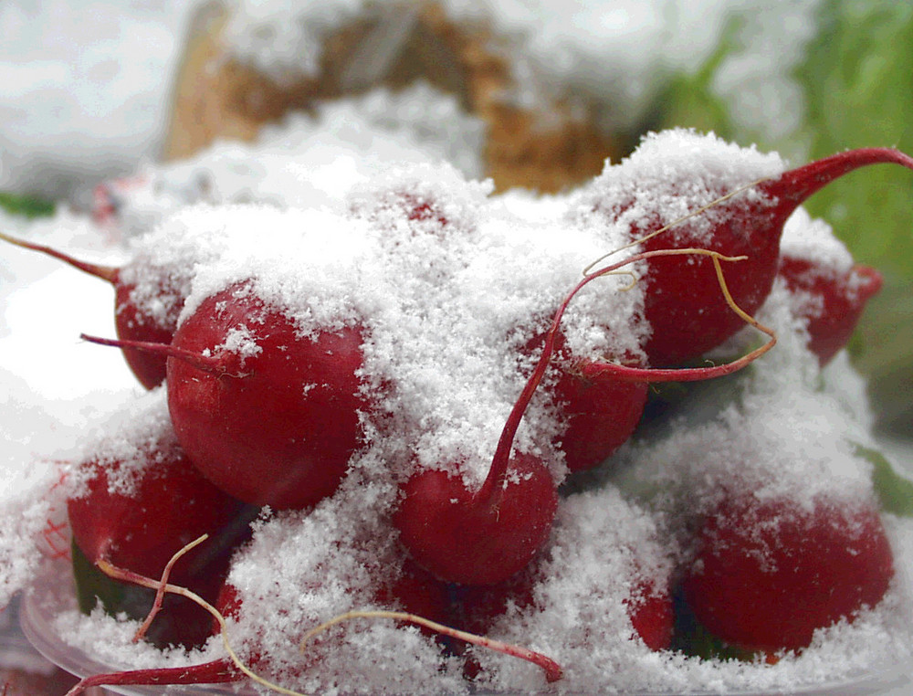 Radieschen im Schnee