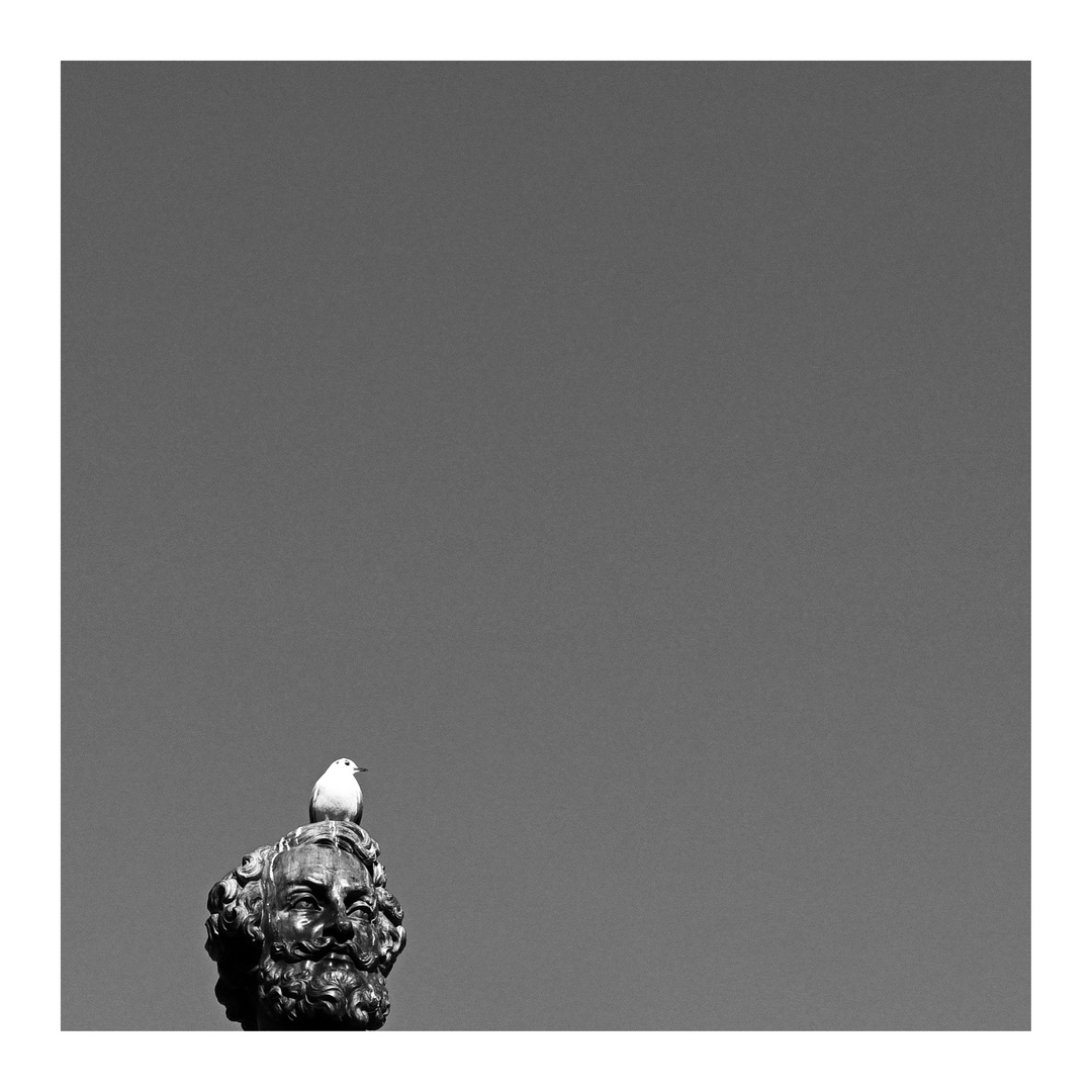 Radikal minimalistischer Ansatz in der Vogelfotografie - Version 2