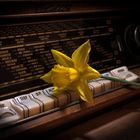 Radio mit Blume 