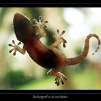 radiografia di un geko