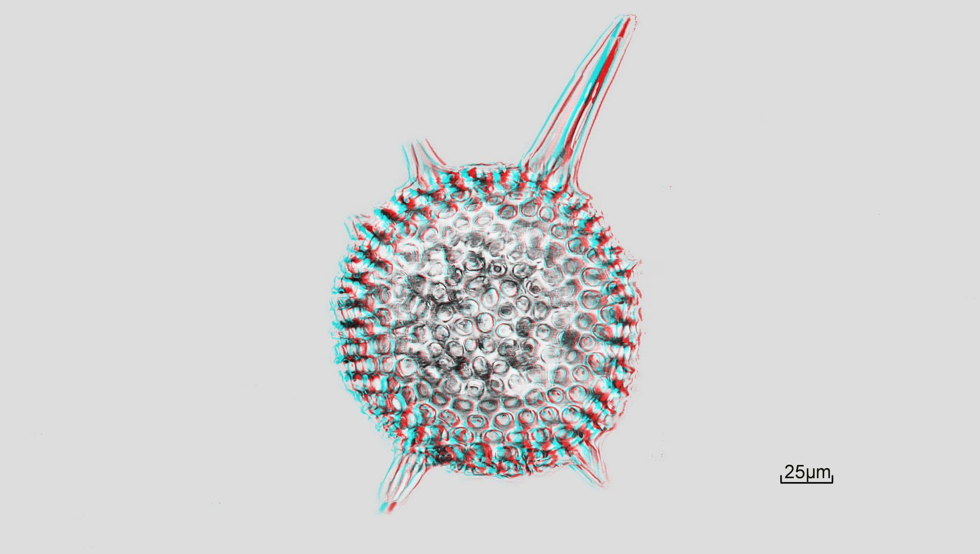 Radiolarie die 3. in 3D anaglyph