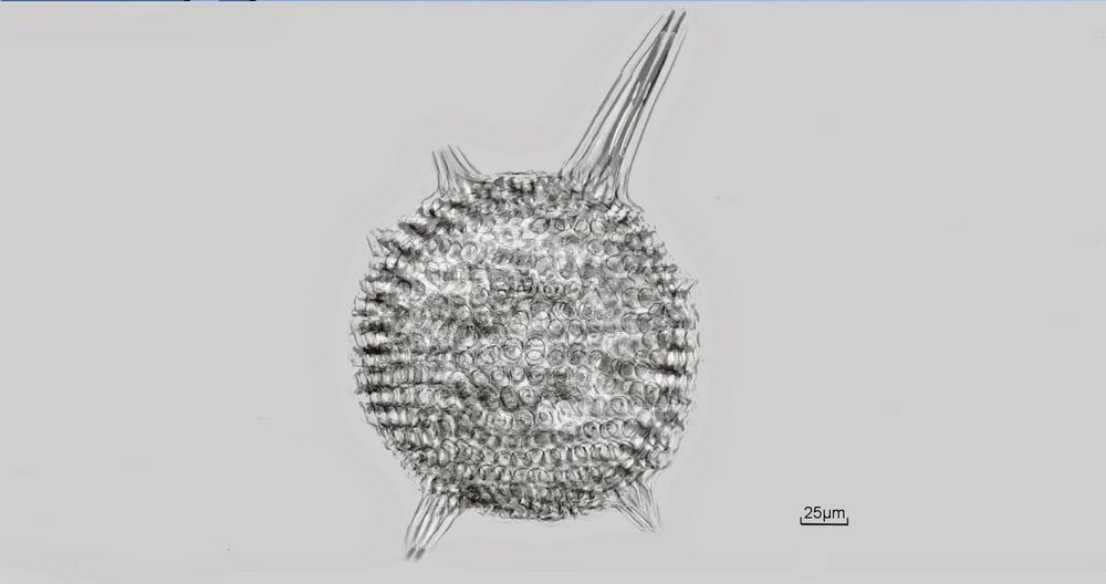 Radiolarie die 3. in 3D Polarisation