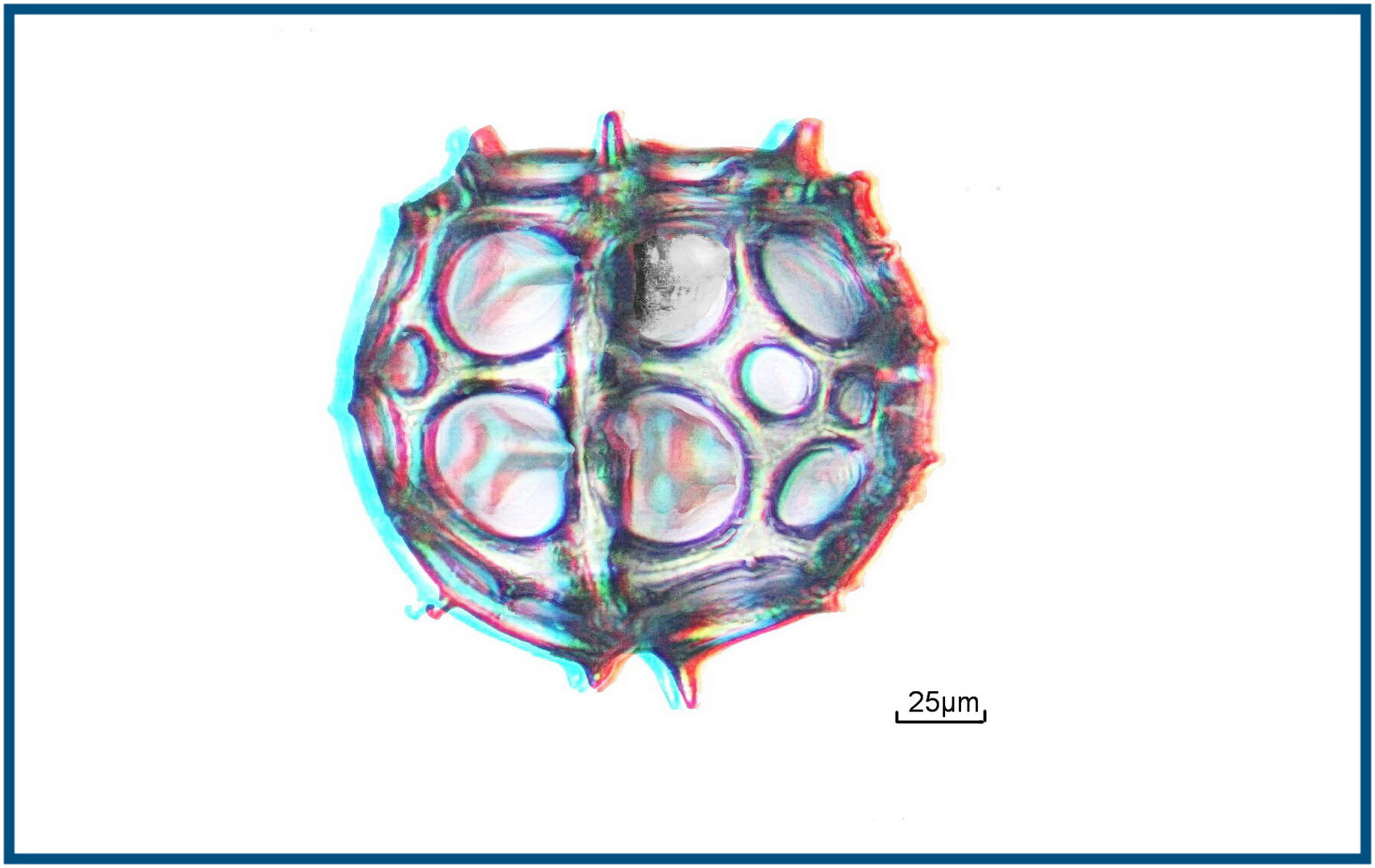 Radiolarie in 3D