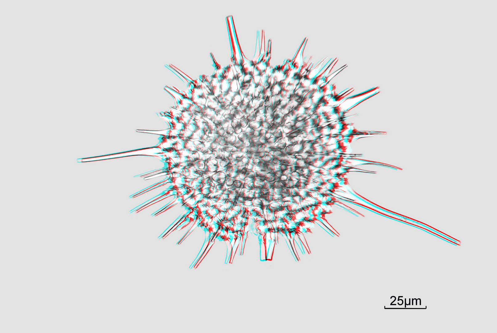 Radiolarie in 3D