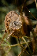 - Radix auricularia -