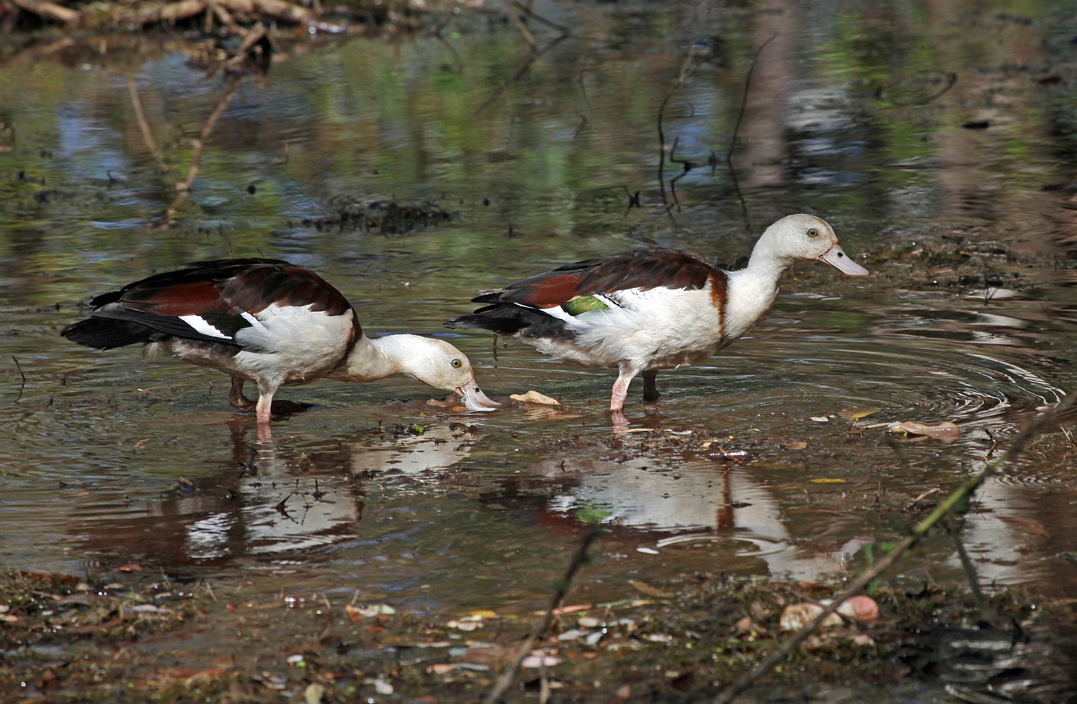 Radjah Shelduck