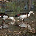 Radjah Shelduck