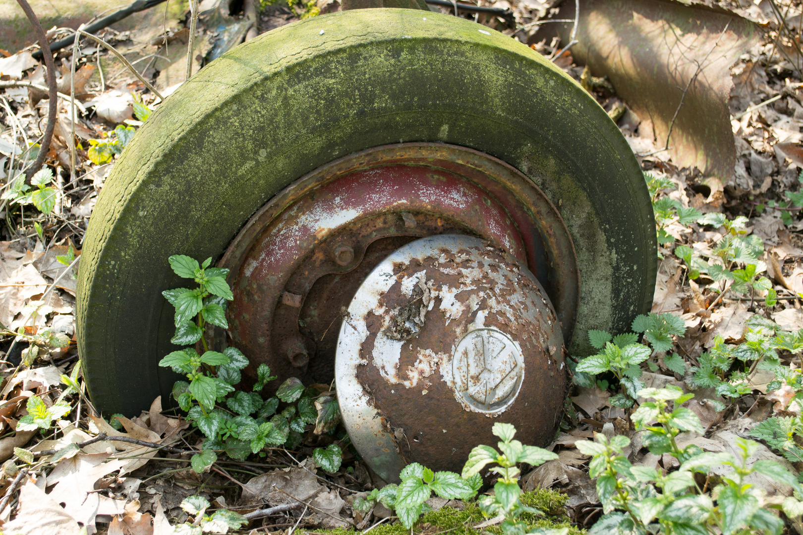 Radkäpchen im Wald