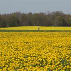 Radler im Rapsfeld