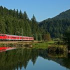 Radler im Schwarzwald