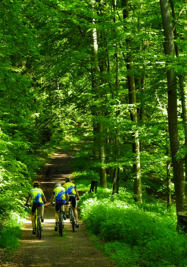 Radler-Trio im Pfingstwald