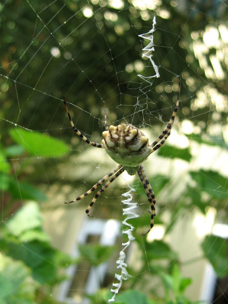 Radnetzpinne aus Rhodos