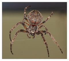 Radnetzspinne