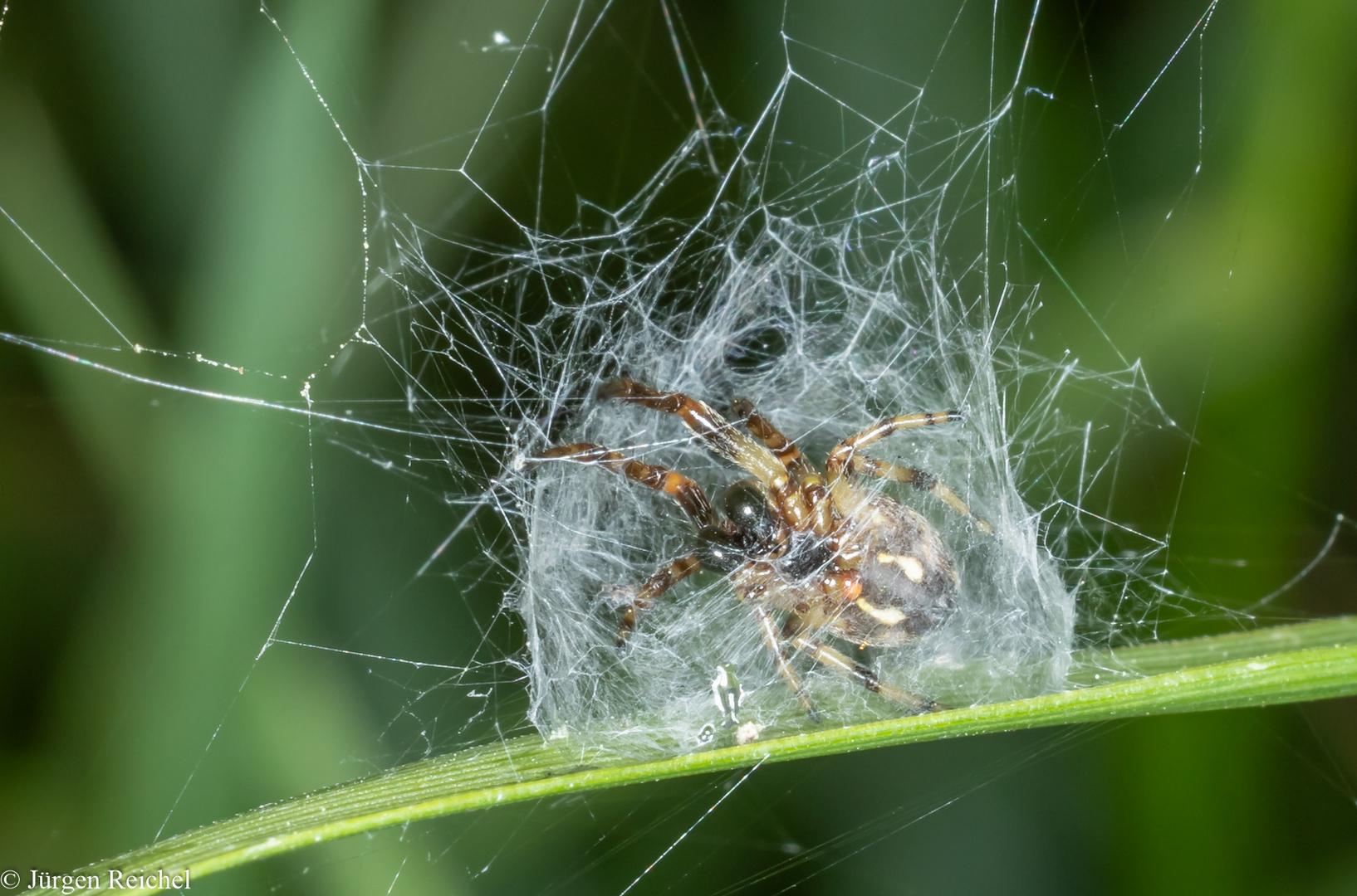 Radnetzspinne (Araneidae indet.) 