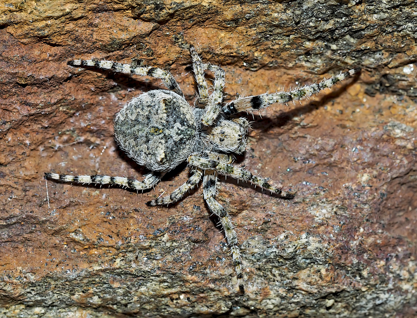 Radnetzspinne: Araneus circe, 1. Foto* - Une araignée sur une paroi rocheuse.