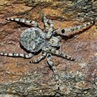 Radnetzspinne: Araneus circe, 1. Foto* - Une araignée sur une paroi rocheuse.