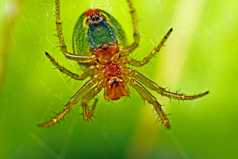 Radnetzspinne Araniella cucurbitina