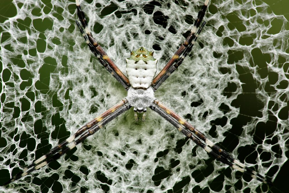 Radnetzspinne - Argiope 