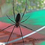 Radnetzspinne, Australien