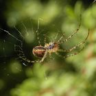 Radnetzspinne beim Netzbau - Herbstspinne (Metellina segmentata)