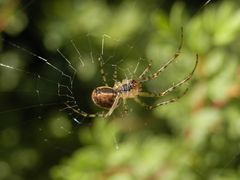 Radnetzspinne beim Netzbau - Herbstspinne (Metellina segmentata)