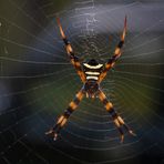 Radnetzspinne