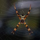 Radnetzspinne