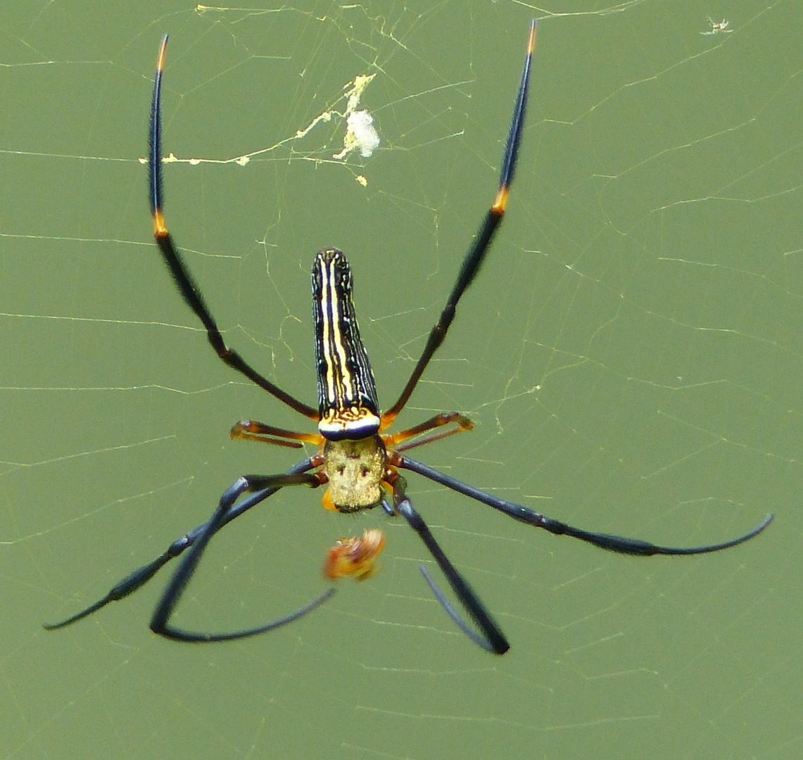 Radnetzspinne in Lauerstellung !