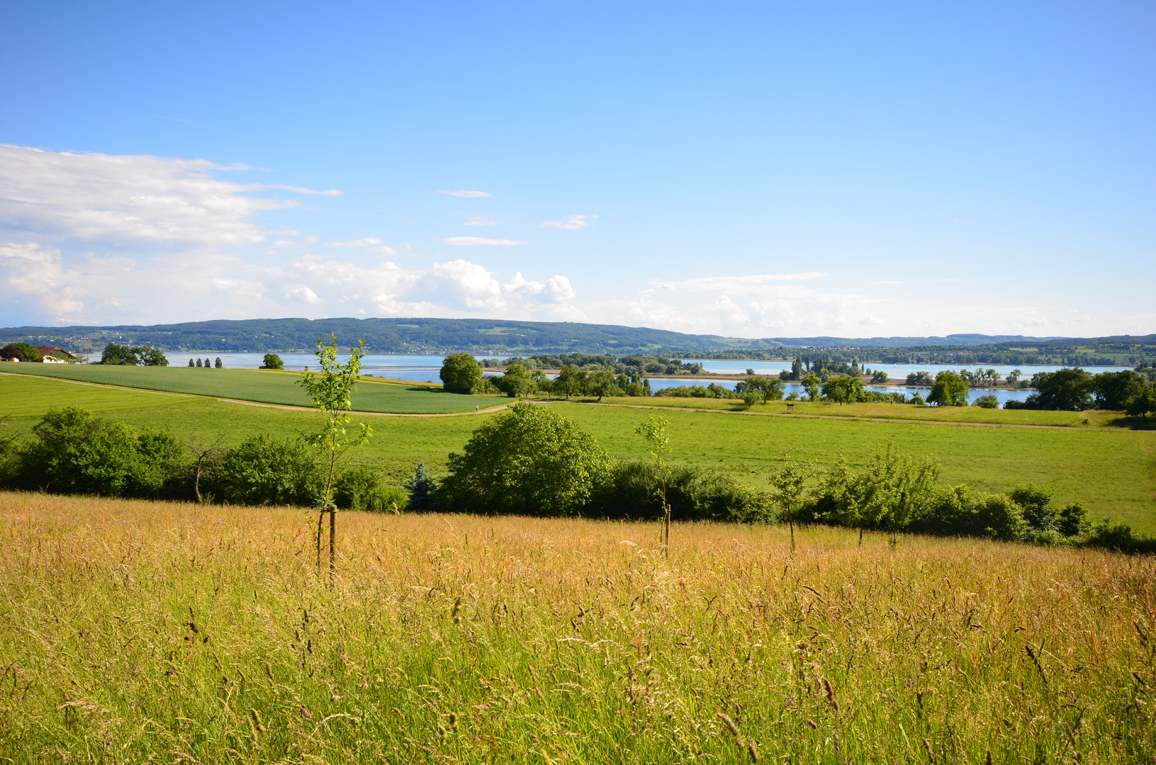 Radolfzell-Markelfingen am Bodensee