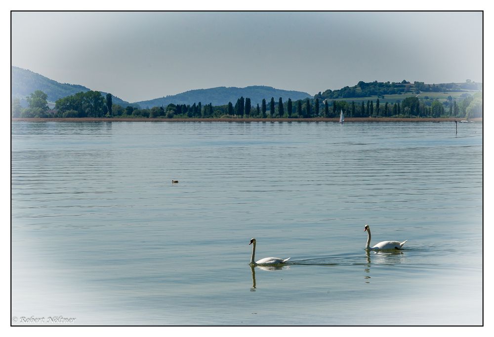 Radolfzell - Schwanensee