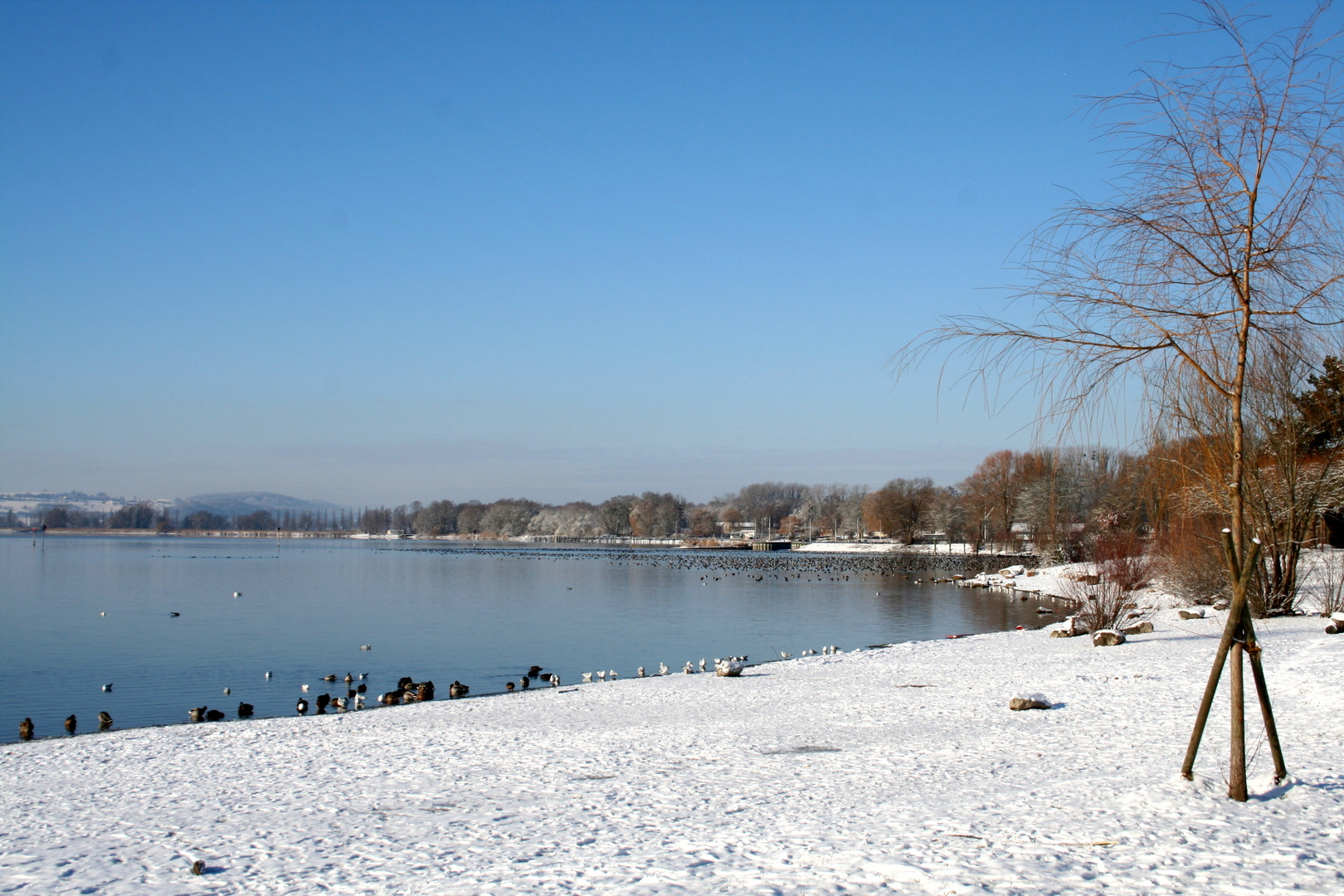 Radolfzeller Vogelbucht