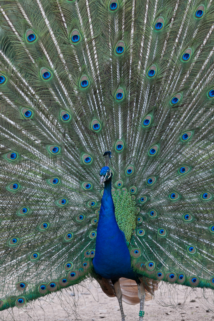 radschlag eines Pfau`s