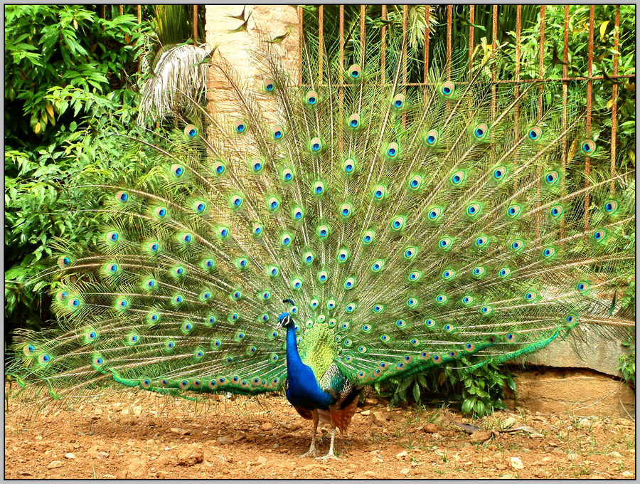 Radschlagender Pfau