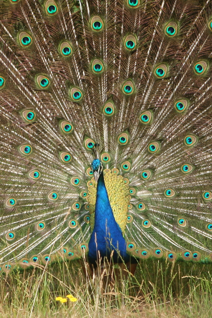 Radschlagender Pfau (IMG_6580a)