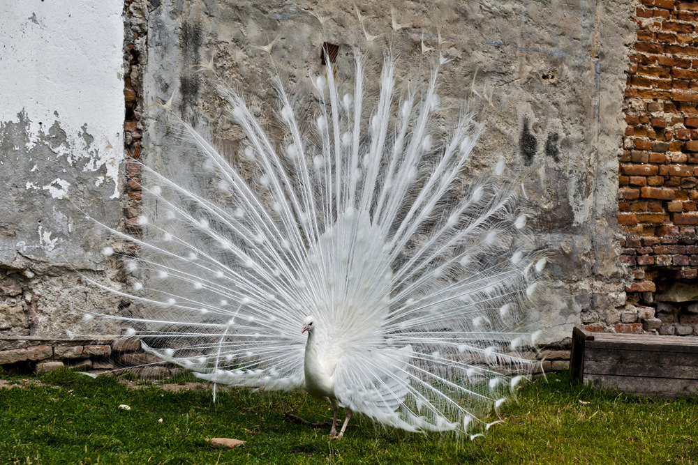 RADSCHLAGENDER WEISSER PFAU