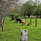 Radtour am 1.Mai - Weiderinder in den Rieselfeldern von Münster