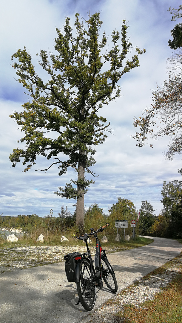 Radtour - der Baum