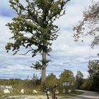 Radtour - der Baum