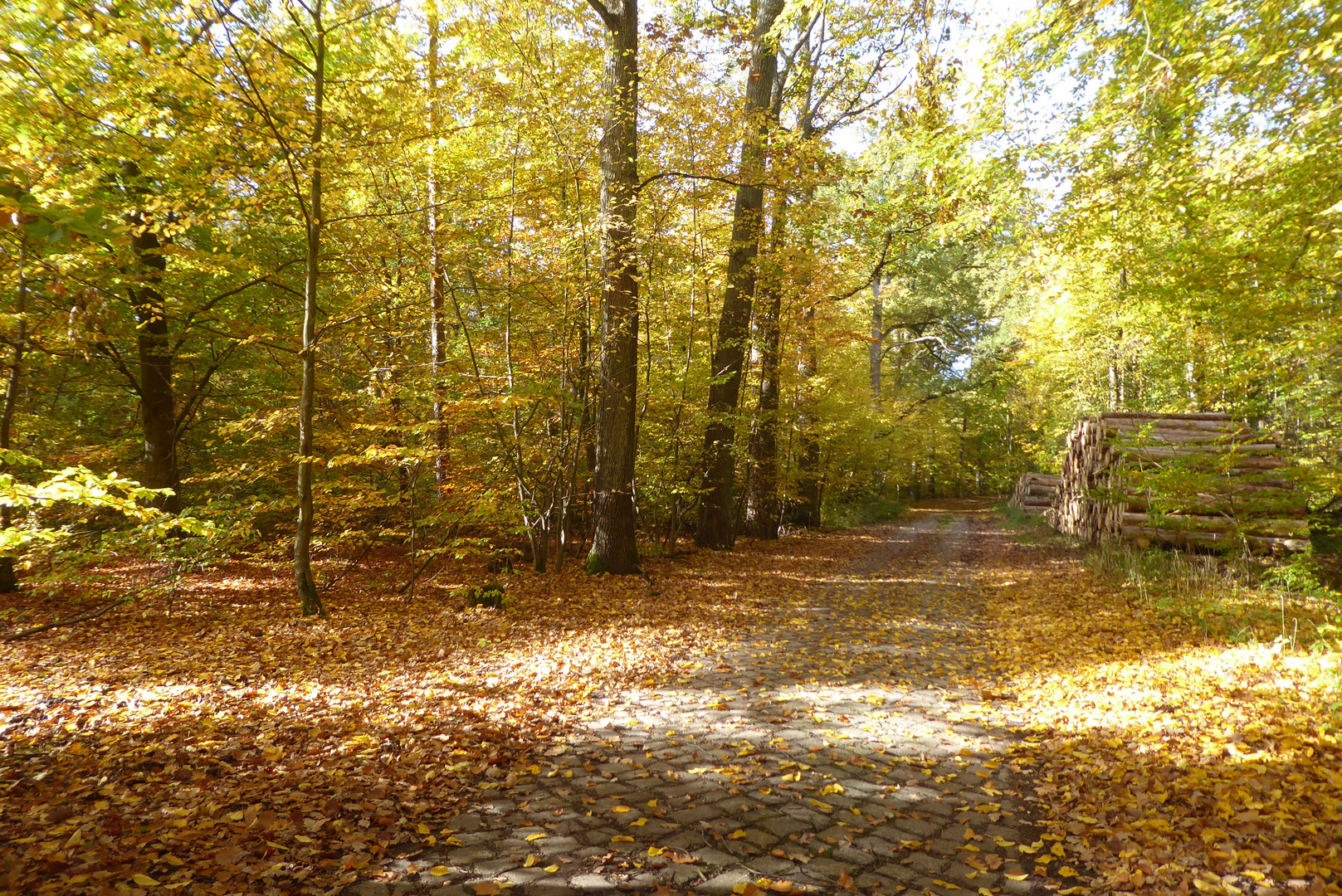 Radtour durch den Buchenwald