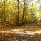 Radtour durch den Buchenwald