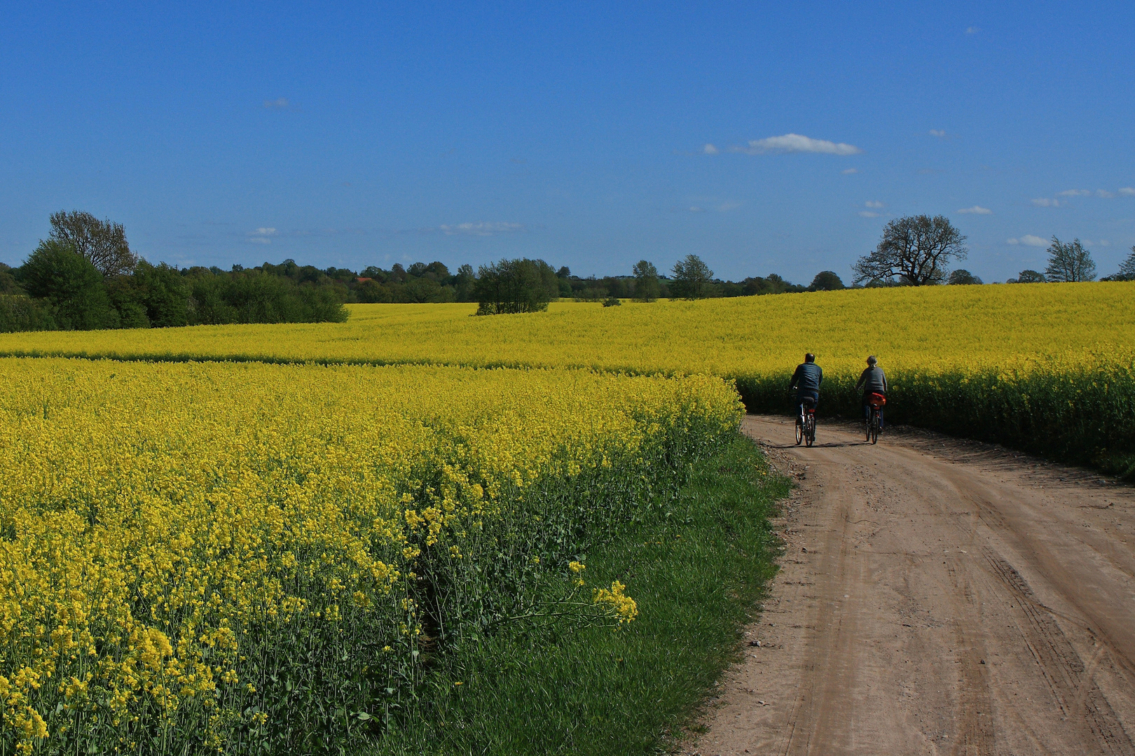 Radtour durch den Raps!