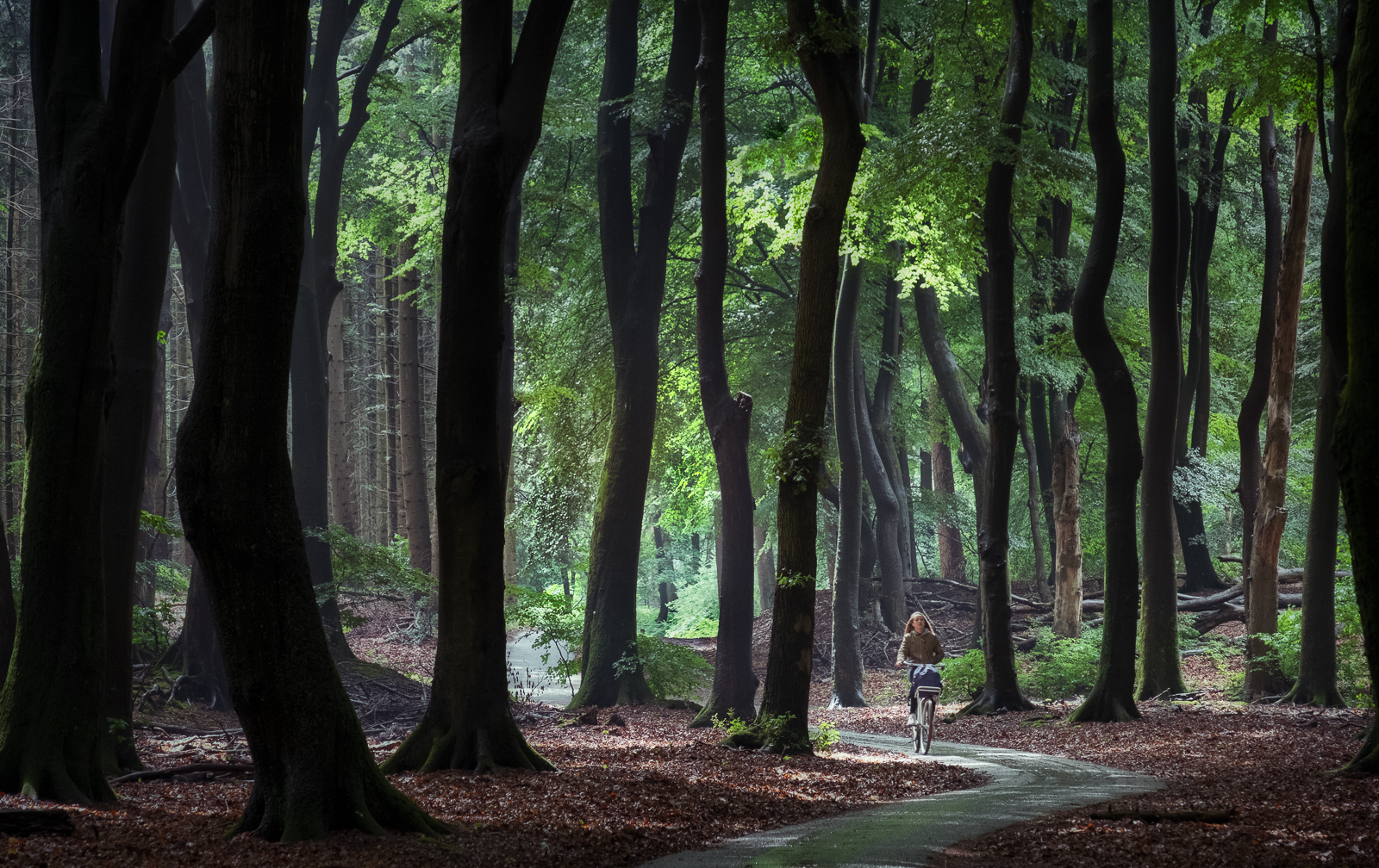 Radtour durch den Zauberwald