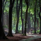 Radtour durch den Zauberwald