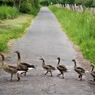 Radtour durch die Rieselfelder in Münster - Im Gleichschritt Gänse-Marsch 