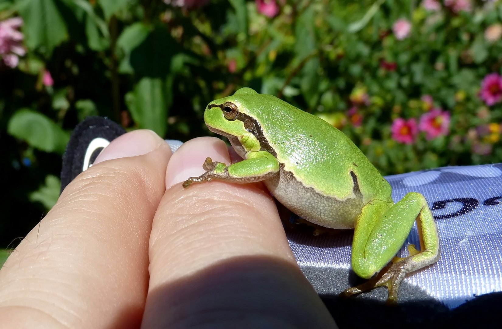 Radtour mit Laubfrosch..