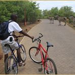 RADTOUR  STORY Zebras kreuzen  Sambia