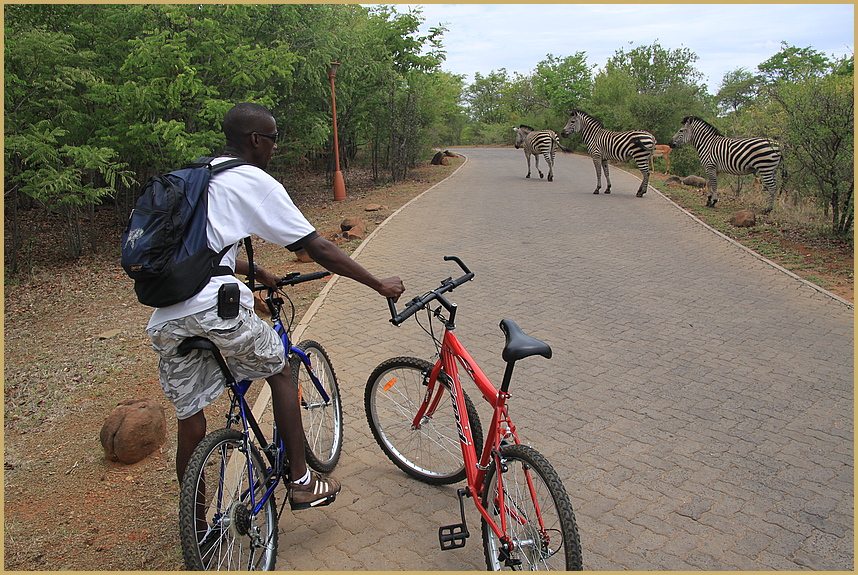 RADTOUR  STORY Zebras kreuzen  Sambia