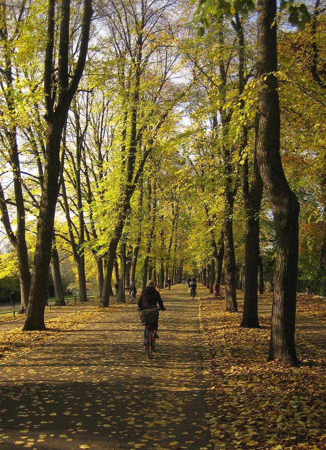 Radweg-Allee im Herbst