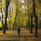 Radweg-Allee im Herbst