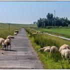 Radweg an der Ems